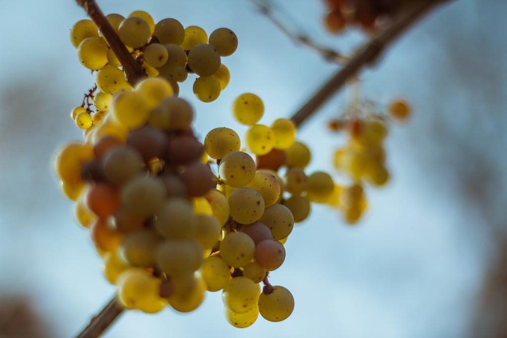 Reife Rieslingtrauben kurz vor der Lese